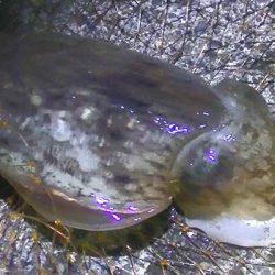 カマスの泳がせで、コウイカ、ダツ、アナゴが釣れました！